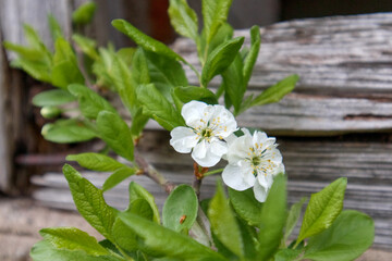 
two white flowers with yellow stamens growing on a branch with green leaves and an old wooden board in the background.