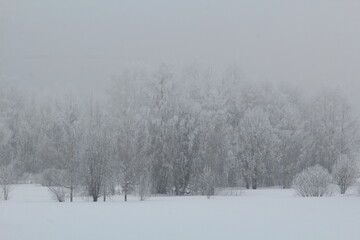 winter forest in snow and fog on the last day of winter