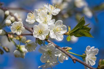 
cherry blossoms on branch with blue sky background.
