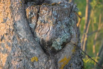 
tree bark with moss and yellow spots.