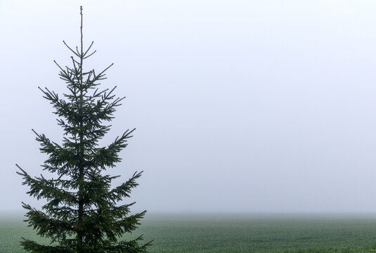 Nature view with a lonely fir tree in a foggy field.
