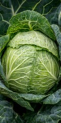 Obraz premium Savoy Cabbage Head, Freshly Grown in Garden Bed Up Close, Organic Food and Vegetarian Diet