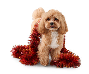 Cute dog with shiny tinsel on white background