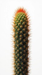Naklejka premium Columnar Cactus with Orange Spines