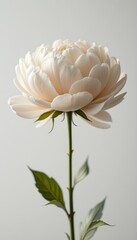 Elegant cream-colored flower stem