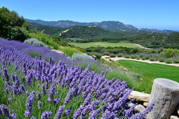 Fototapeta premium A hillside covered in lavender fields, creating a dreamy purple expanse under a clear sky