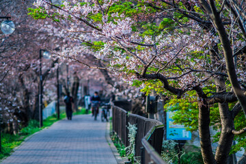 さくら通り抜け