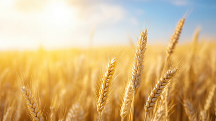 Fototapeta premium Golden wheat field under bright sky, showcasing beauty of nature and agriculture. warm sunlight enhances vibrant colors, creating serene and peaceful atmosphere