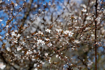 White flowers on the branches of a flowering tree in spring