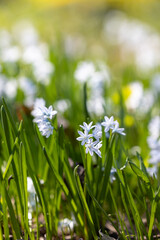 Fototapeta premium Scilla flowers in bloom in spring