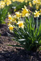 Fototapeta premium Blooming daffodils on a flowerbed