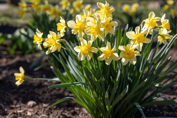 A bush of blooming yellow daffodils