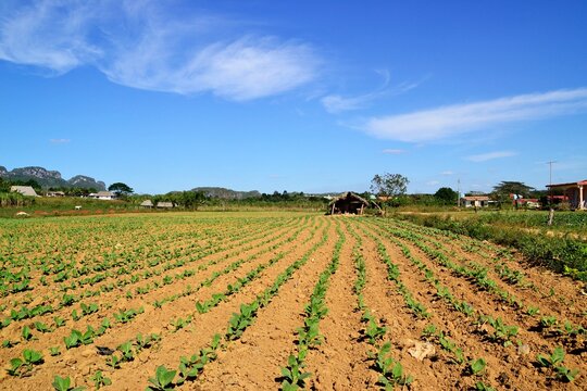 Cuban Tobacco Farms View at Vinales, Cuba. Visiting Beautiful tobacco farms at Cuba, blue sky background.