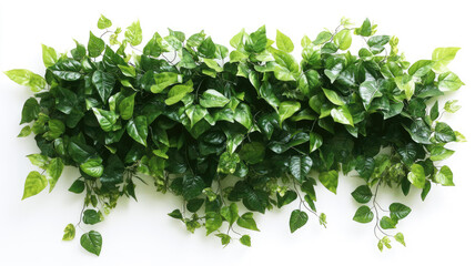 Fototapeta premium Green plant wall panel with lush foliage, isolated on a white background