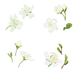 Blooming branches of apple and cherry trees with green leaves in set. Watercolor digital illustration. White buds, delicate flowers with stamens, isolated on white background. Spring sakura flowers,