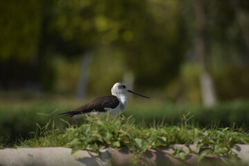 black headed gull