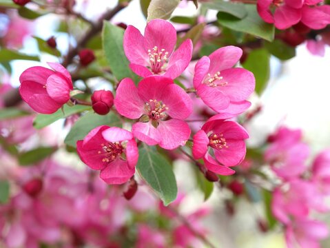 Guinevere Crabapple tree flowers in spring, Colorado