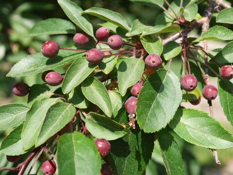 Guinevere Crabapple tree fluits in summer, Colorado