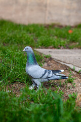 a grey booted tumbler pigeon on a green lawn. displaying its sleek plumage, sharp eyes, and strong posture, with its wings neatly folded and tail feathers slightly fanned out.