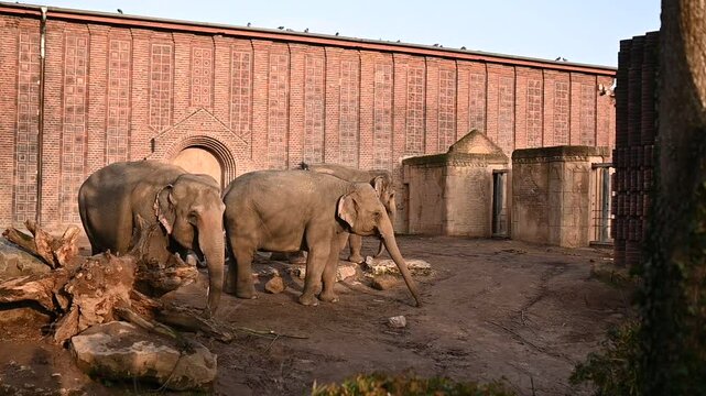 elephants walk in the zoo
beauty of nature, wild animals in the zoo