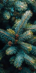 Dwarf Alberta Spruce - Closeup of Conica December Foliage in Nature