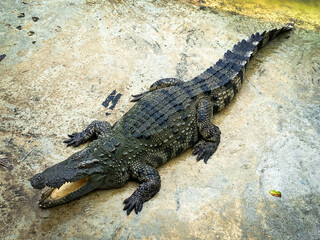 Crocodile, alligator, zoo, real crocodile photo, real photo, real photo, real details, crocodile in...