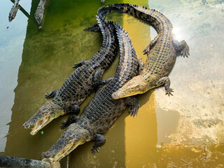 Crocodile, alligator, zoo, real crocodile photo, real photo, real photo, real details, crocodile in pond, animal, carnivore, reptile, amphibian, quadruped, animal admiration, tail,