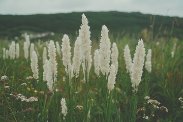 Fluffy long grass stems and soft vegetation are set against an abstracted natural backdrop featuring Selloan cortaderia Pampas grass and a bohemian-inspired dry reed background, evoking a wintertime