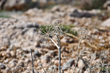 Close-up of dry, withered plant stems against a blurred rocky background. Highlights the delicate textures and muted colors of nature during autumn, capturing the essence of seasonal change.