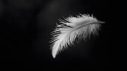 Obraz premium Gentle Feather in Darkness: A solitary, soft feather floats serenely against a stark, dark backdrop, evoking feelings of delicacy, freedom, and the ephemeral nature of life.