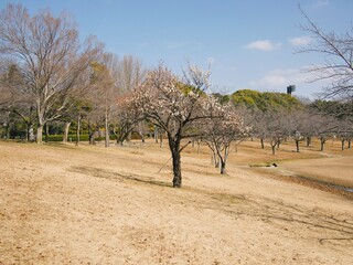 早春の公園の風景