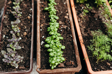 Beds with basil, mint and other herbs in brown containers, gardening, fresh grass, natural background. 
seedling