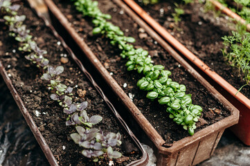 Beds with basil, mint and other herbs in brown containers, gardening, fresh grass, natural background. 
seedling