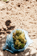 package with green plants on the ground, sunlight. The atmosphere of gardening and naturalness.
