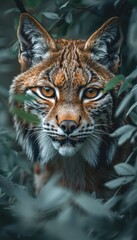 Obraz premium Lynx peering through evergreen branches, a captivating wild feline portrait.