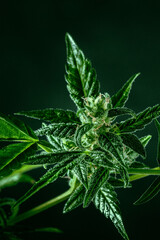 Cannabis plant with green leaves and white flowers, with trichomes. Growing organic medicinal hemp indoors for CBD, macro shot