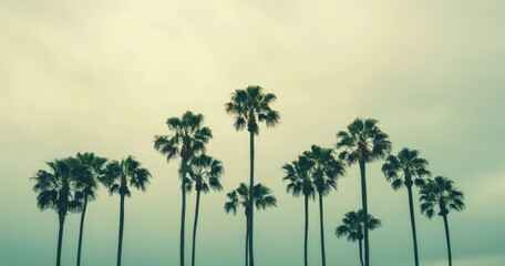 Obraz premium Tall Palm Trees Against Overcast Sky in Serene Atmosphere