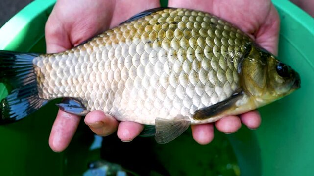 A freshly caught perch in the hands of a fisherman against the background of a bucket of water. Live perch moves fins and gills. Fishing. catching a fisherman. Fish in the hands of a poacher.
