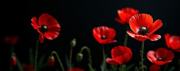 Crimson poppies bloom vibrantly against a stark black backdrop , stock photo, floral design, design element