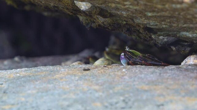 A Rock crab, shelters beneath a rocky overhang, surrounded by limpets and barnacles in a intertidal ecosystem.