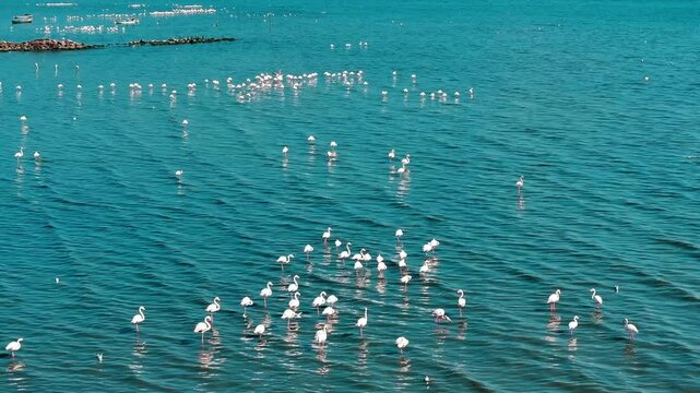 High quality image of flamingos captured by drone