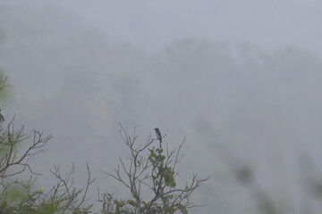 Obraz premium A small black drongo with distinctive forked tail stands perched on a leafless tree branch, its silhouette contrasting against a pale, overcast sky. 