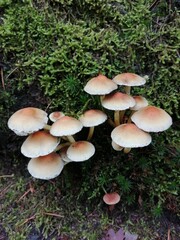 mushroom in the forest