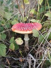 fly agaric mushroom