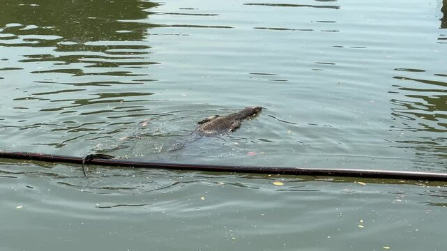 Water monitor lizard swimming in the lake in Lumphini Park bangkok thailand