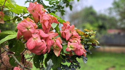 Pink flower in a garden