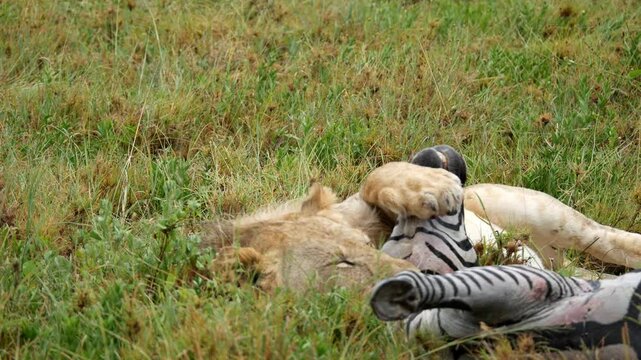 Exhausted Lion playing with dead Zebra after hunting in safari national Park. Eating Prey in green grass. Close up shot.