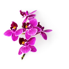 Obraz premium Orchid pink flowers branch photography isolated on white background. Clipping path. Original shadow.