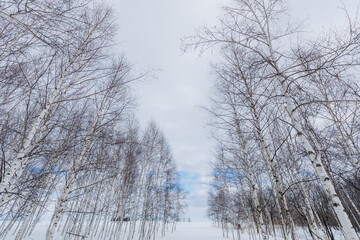 北海道の冬の白樺