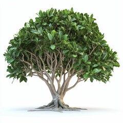 Ficus Microcarpa: Golden Leaves Tree with Botanical Beauty on White Background